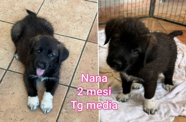 ADOZIONI CUCCIOLI. NON LASCIATELI SOLI | Foto 6