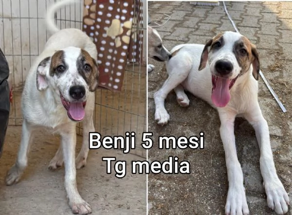 ADOZIONI CUCCIOLI. NON LASCIATELI SOLI | Foto 5
