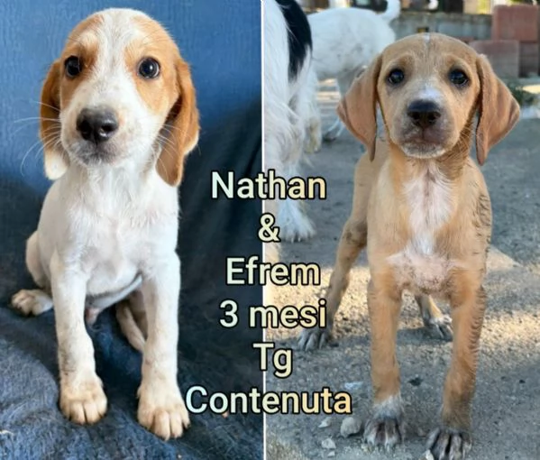 ADOZIONI CUCCIOLI. NON LASCIATELI SOLI | Foto 4
