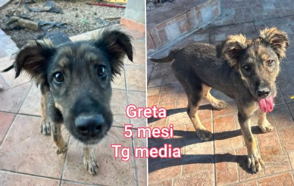 ADOZIONI CUCCIOLI. NON LASCIATELI SOLI | Foto 3