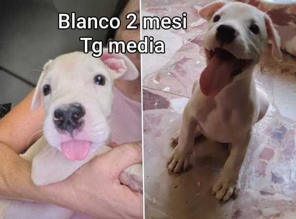 ADOZIONI CUCCIOLI. NON LASCIATELI SOLI | Foto 2