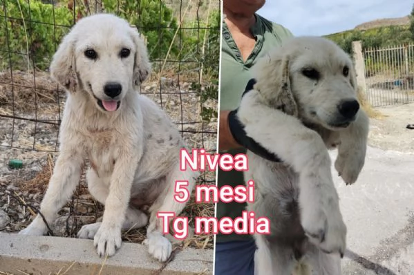 ADOZIONI CUCCIOLI. NON LASCIATELI SOLI | Foto 1