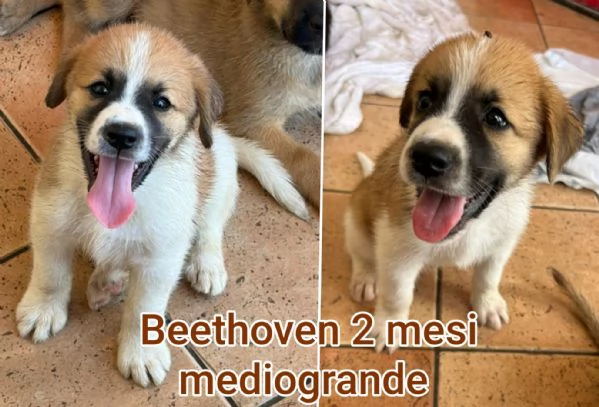 ADOZIONI CUCCIOLI. NON LASCIATELI SOLI | Foto 0