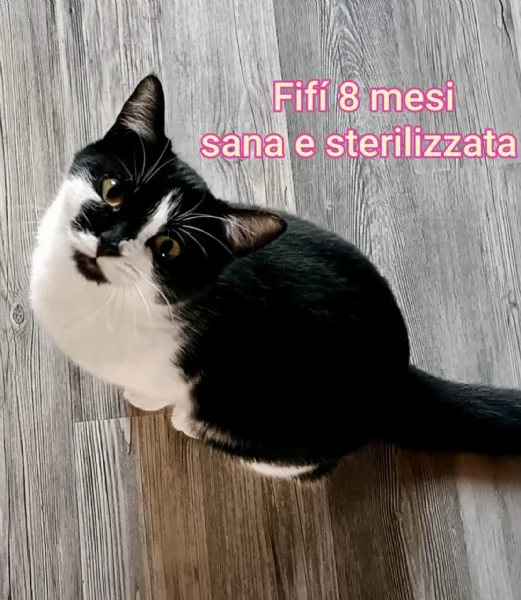 Salvate un gattino! NON IGNORATELI | Foto 6