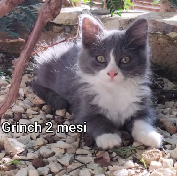 Salvate un gattino! NON IGNORATELI | Foto 5