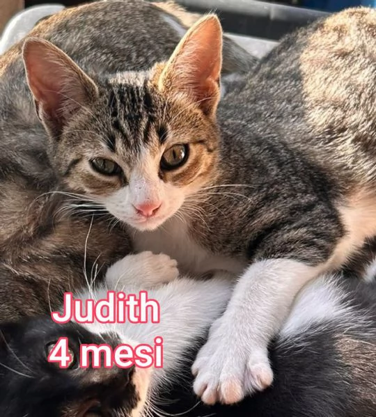 Salvate un gattino! NON IGNORATELI | Foto 4