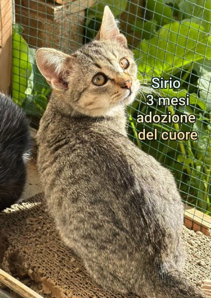 Salvate un gattino! NON IGNORATELI | Foto 3