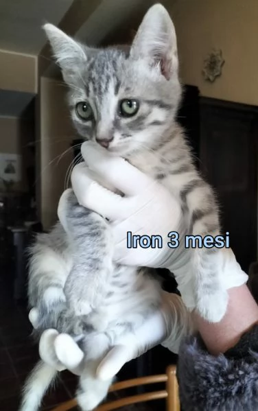 Salvate un gattino! NON IGNORATELI