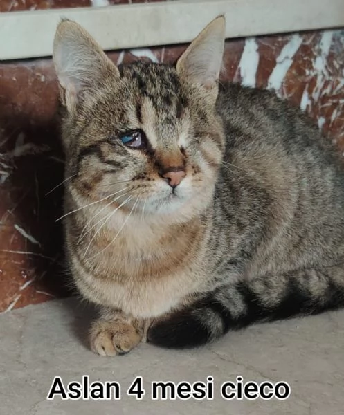 Salvate un gattino! NON IGNORATELI | Foto 2