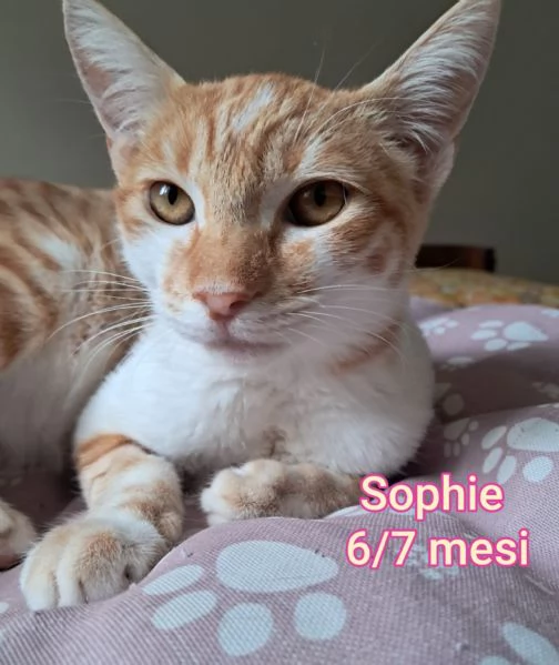 Salvate un gattino! NON IGNORATELI | Foto 1