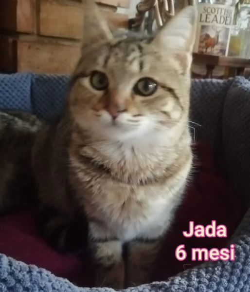 Salvate un gattino! NON IGNORATELI | Foto 0