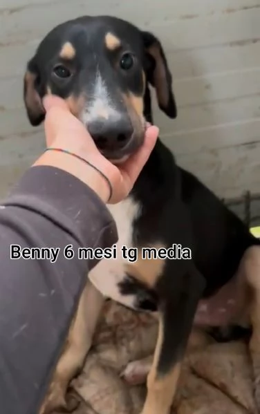 2-3 mesi. Adorabili cucciolini  | Foto 5