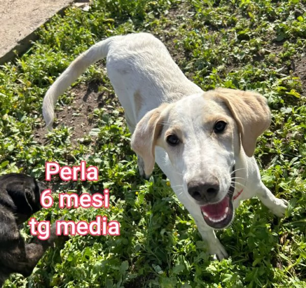 2-3 mesi. Adorabili cucciolini  | Foto 4