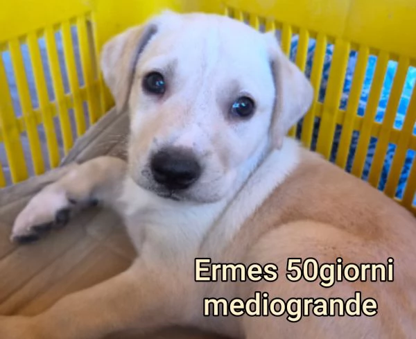2-3 mesi. Adorabili cucciolini  | Foto 6