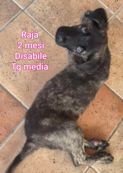 2-3 mesi. Adorabili cucciolini  | Foto 5
