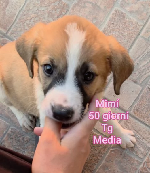 2-3 mesi. Adorabili cucciolini  | Foto 4