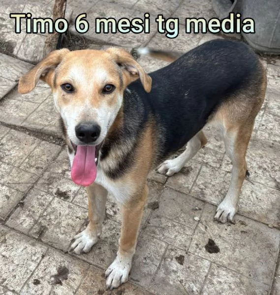 2-3 mesi. Adorabili cucciolini  | Foto 3