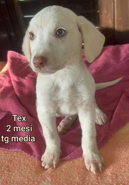 2-3 mesi. Adorabili cucciolini  | Foto 6