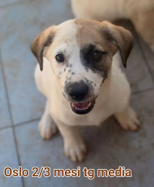 2-3 mesi. Adorabili cucciolini  | Foto 3