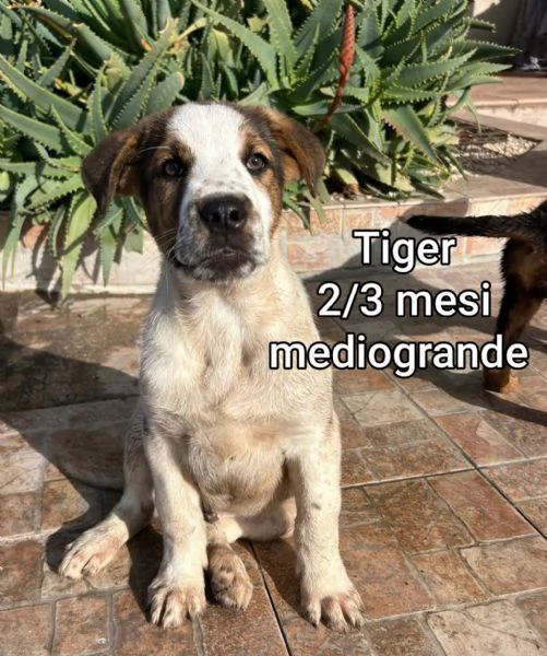 2-3 mesi. Adorabili cucciolini  | Foto 5