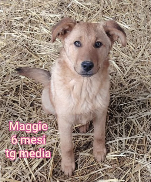 2-3 mesi. Adorabili cucciolini  | Foto 5