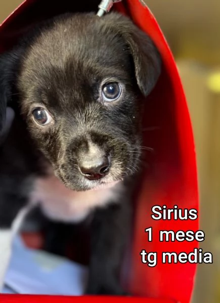 2-3 mesi. Adorabili cucciolini  | Foto 4