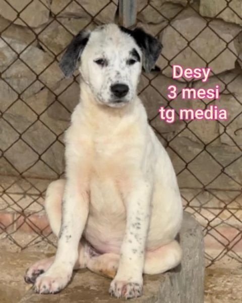 2-3 mesi. Adorabili cucciolini  | Foto 3