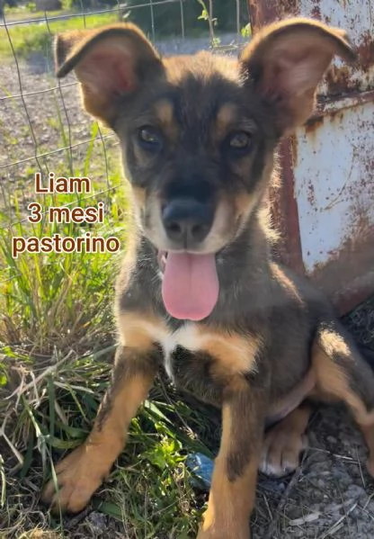2-3 mesi. Adorabili cucciolini  | Foto 4