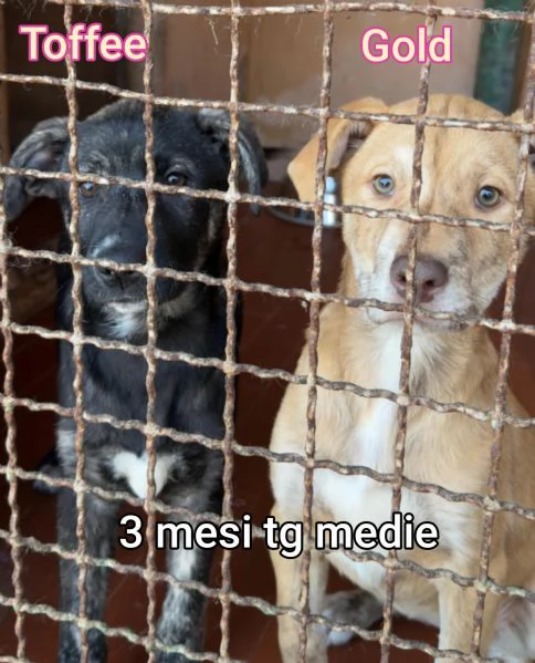 2-3 mesi. Adorabili cucciolini 