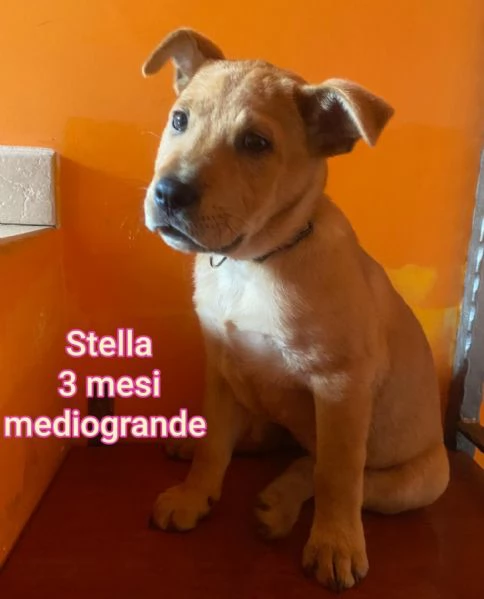 2-3 mesi. Adorabili cucciolini  | Foto 3