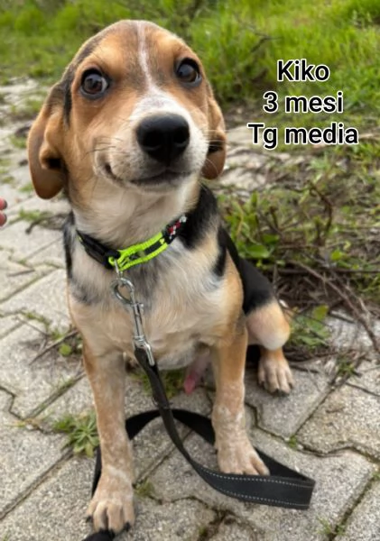 2-3 mesi. Adorabili cucciolini  | Foto 2