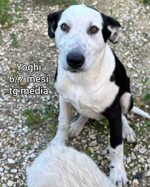 2-3 mesi. Adorabili cucciolini  | Foto 1