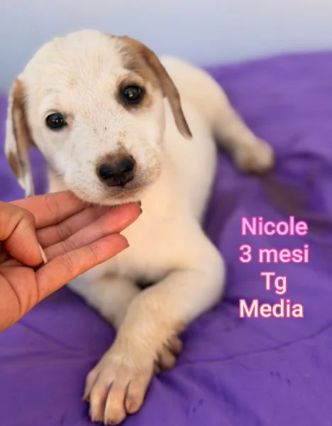 2-3 mesi. Adorabili cucciolini 