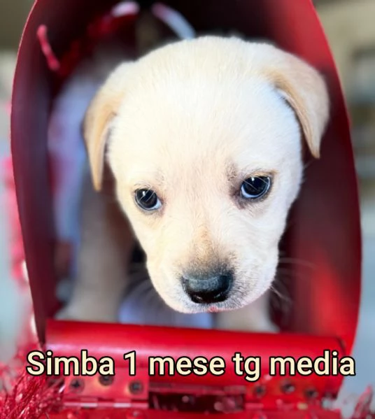 2-3 mesi. Adorabili cucciolini  | Foto 2