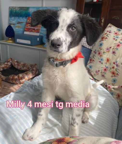 2-3 mesi. Adorabili cucciolini  | Foto 0