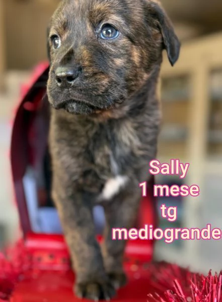 2-3 mesi. Adorabili cucciolini  | Foto 1