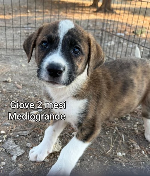 2-3 mesi. Adorabili cucciolini  | Foto 2