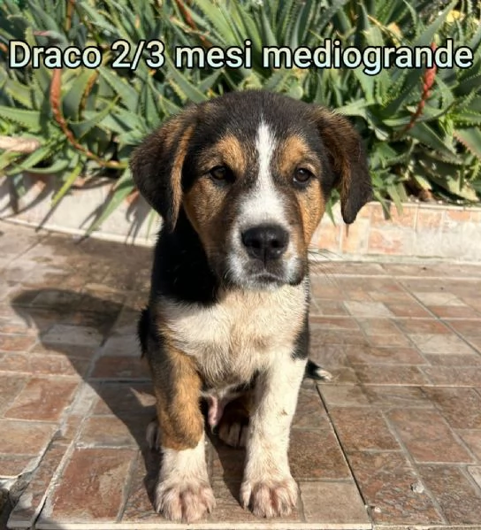 2-3 mesi. Adorabili cucciolini  | Foto 0