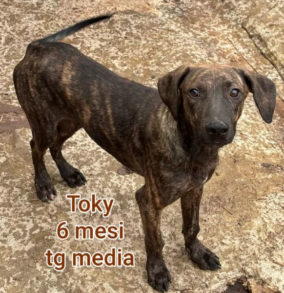 2-3 mesi. Adorabili cucciolini  | Foto 2