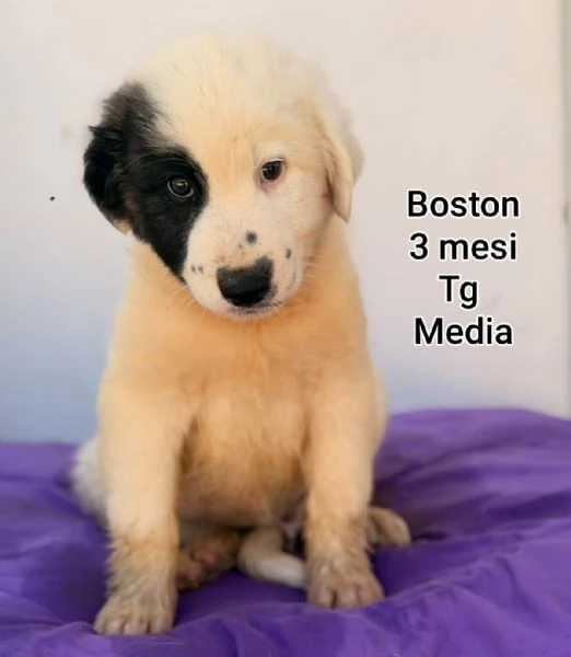 2-3 mesi. Adorabili cucciolini  | Foto 1