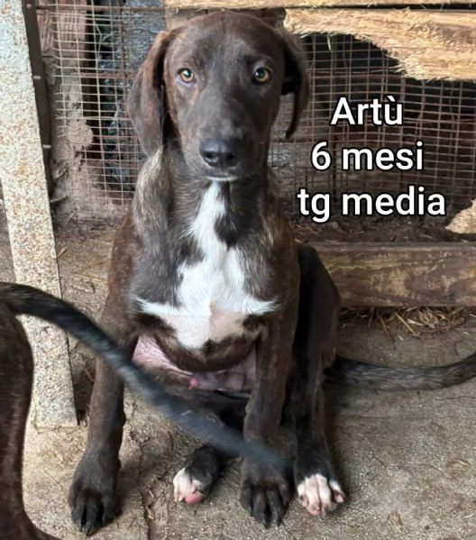 2-3 mesi. Adorabili cucciolini  | Foto 1