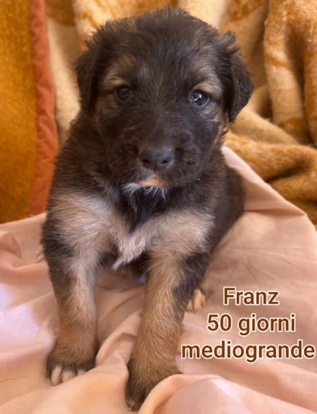 2-3 mesi. Adorabili cucciolini  | Foto 2