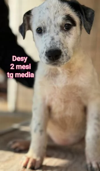 2-3 mesi. Adorabili cucciolini  | Foto 1