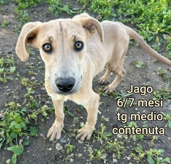 2-3 mesi. Adorabili cucciolini 