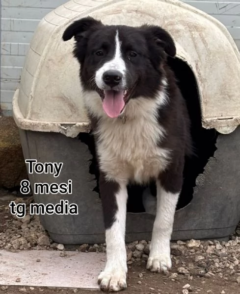 2-3 mesi. Adorabili cucciolini  | Foto 0