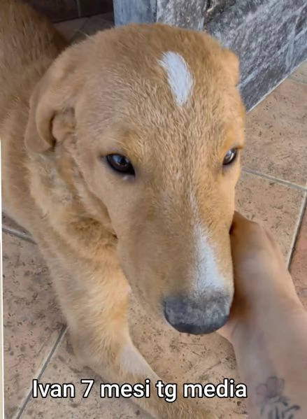 2-3 mesi. Adorabili cucciolini  | Foto 0