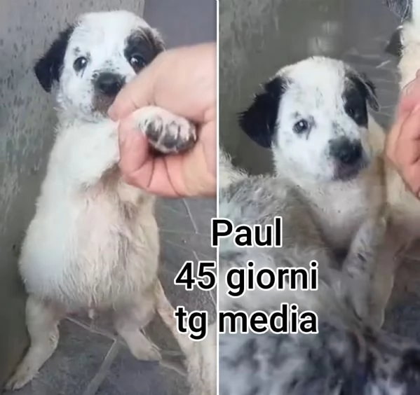 Cuccioli di 2/3 mesi! Taglie medie!