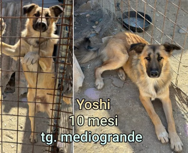 Cuccioli di 2/3 mesi! Taglie medie! | Foto 6