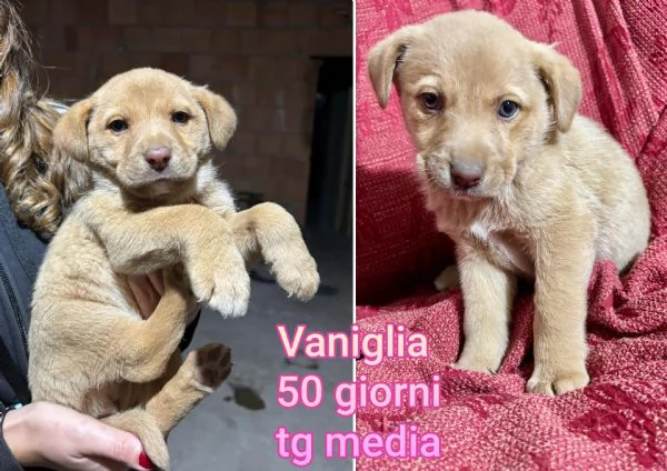 Cuccioli di 2/3 mesi! Taglie medie! | Foto 4