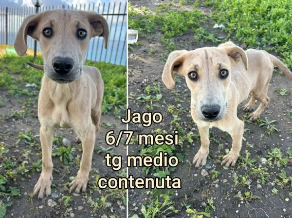 Cuccioli di 2/3 mesi! Taglie medie! | Foto 3